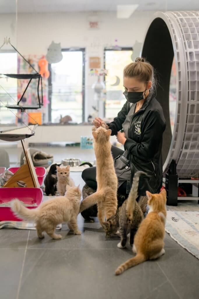 photo de Chatons domestiques (photo à titre indicative)