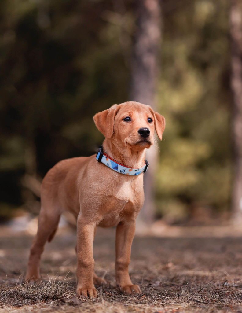 photo de Chiots du grand Nord