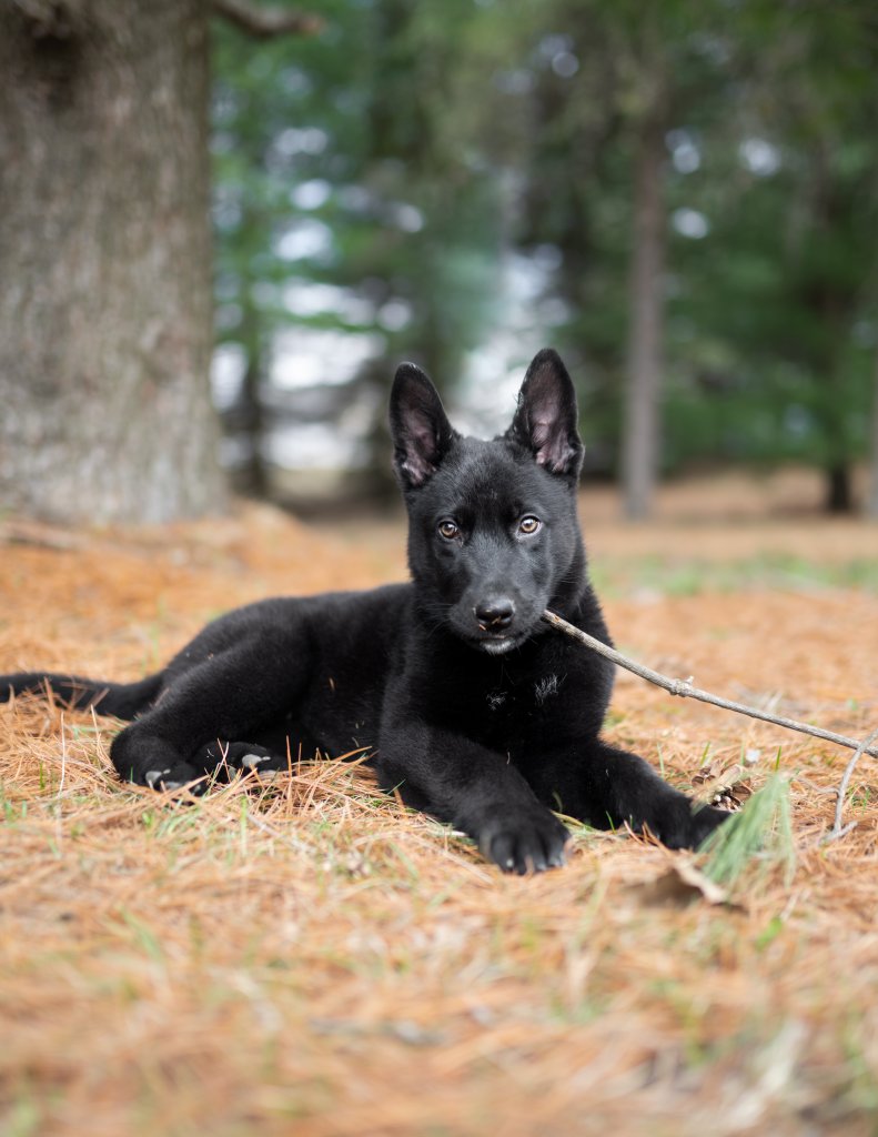 photo de Tyson