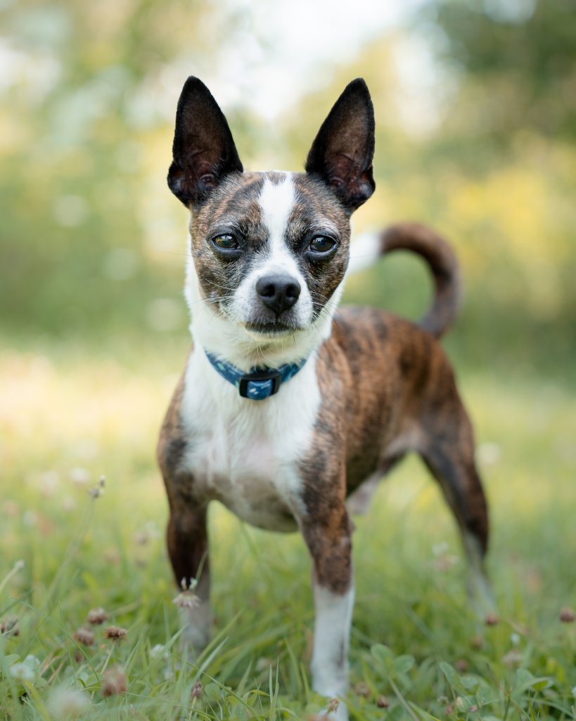 photo de Brutus