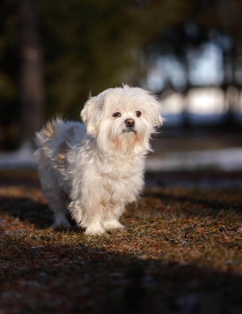 photo de BONNIE