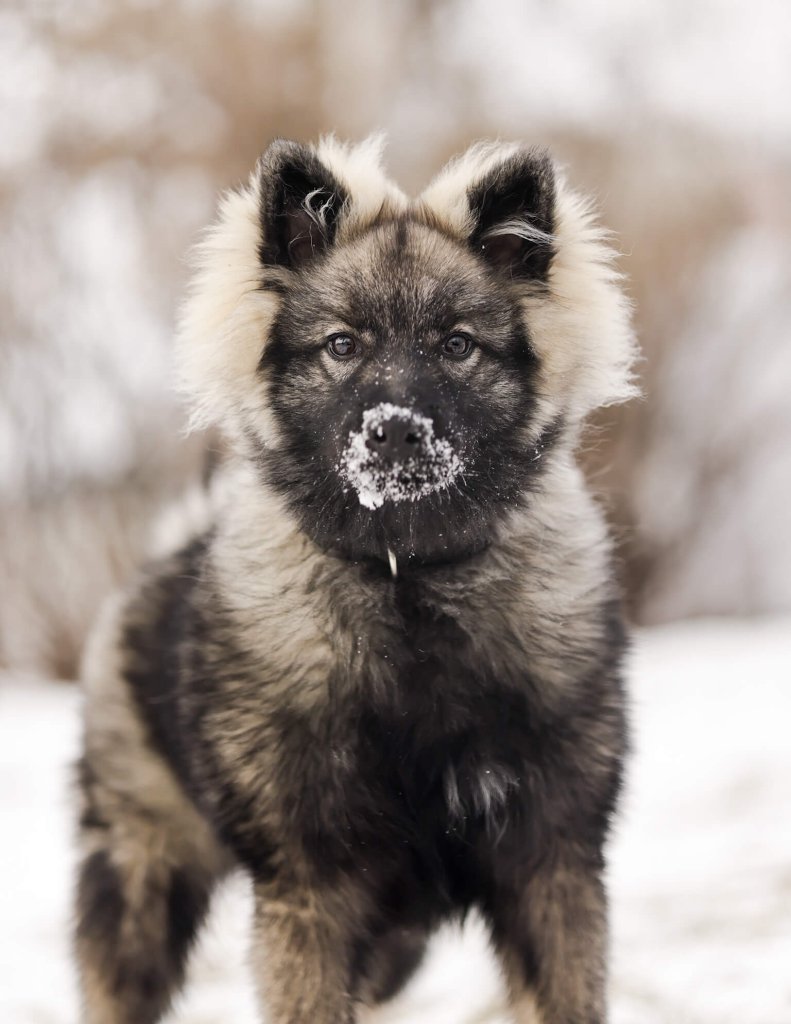 photo de SHERLOOK