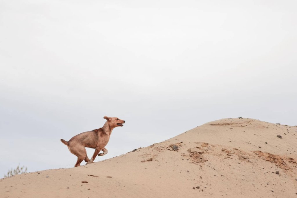 photo de BAMBI