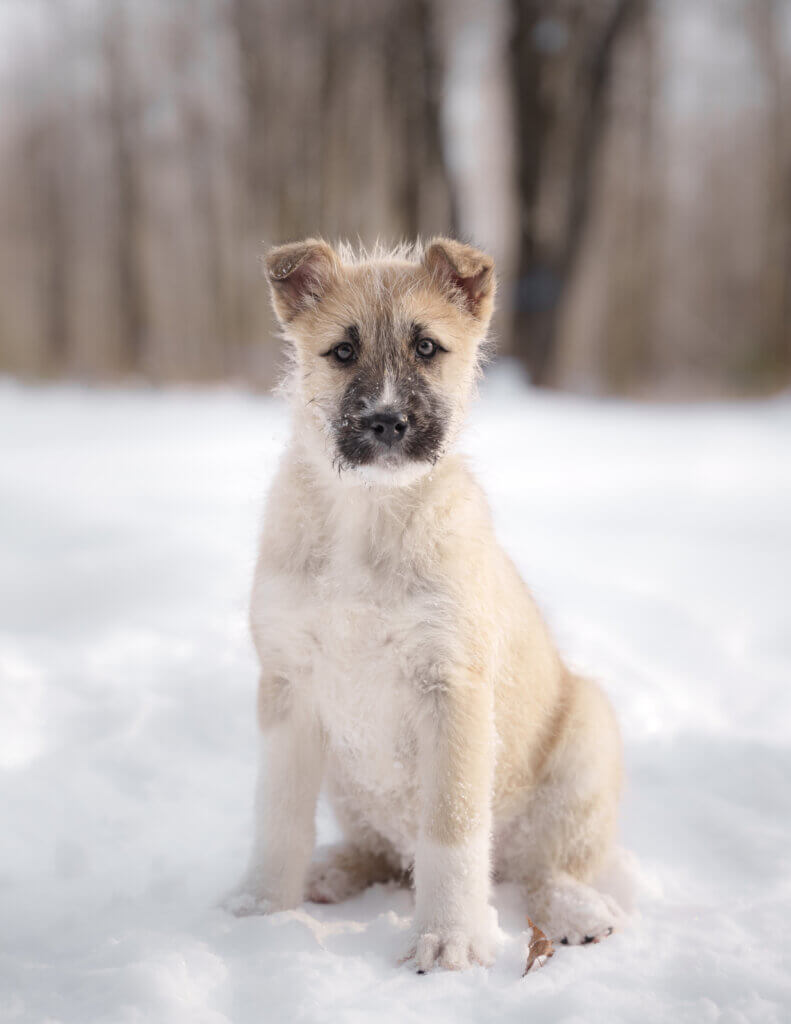 photo de CHIOTS DE MAMAN BELLA