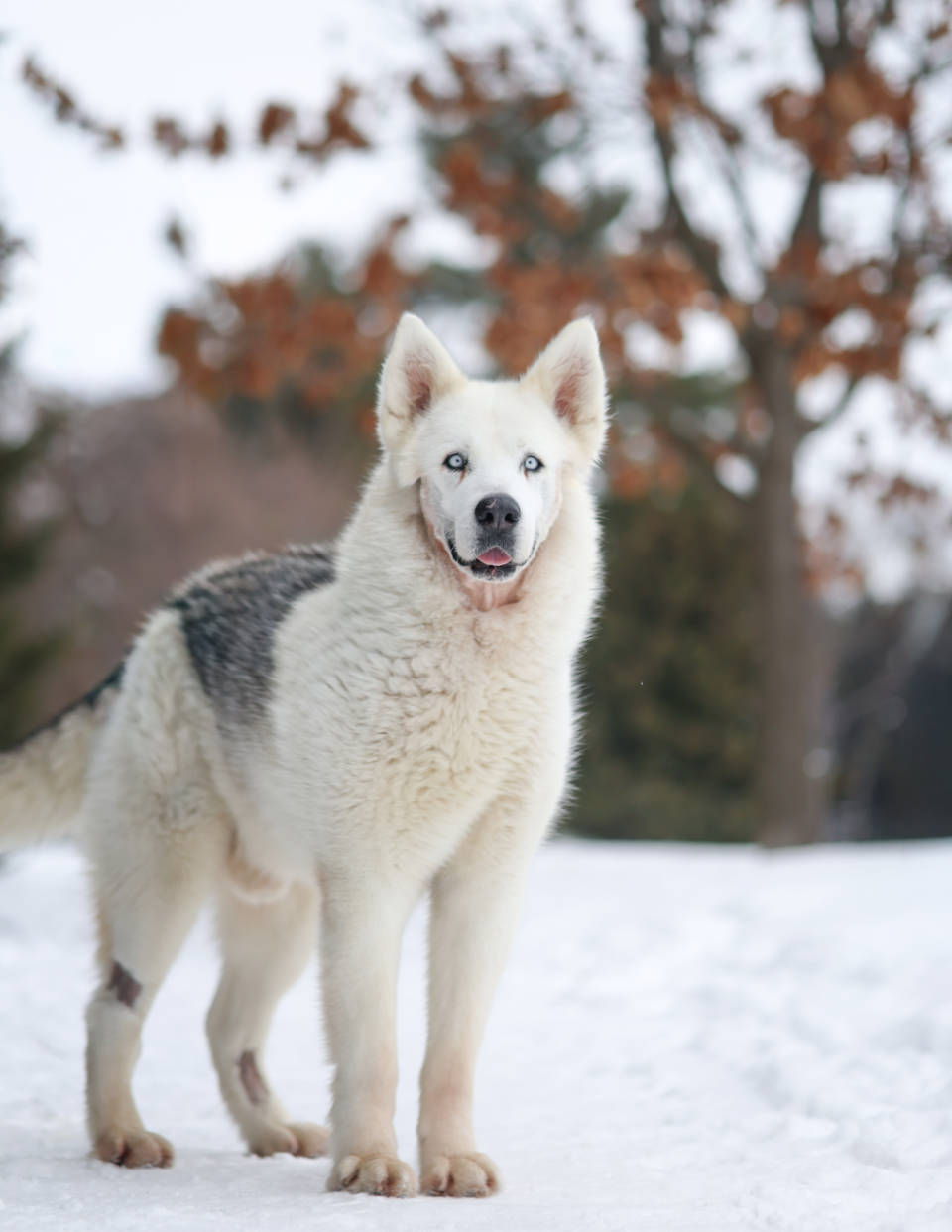 Chien dans la neige