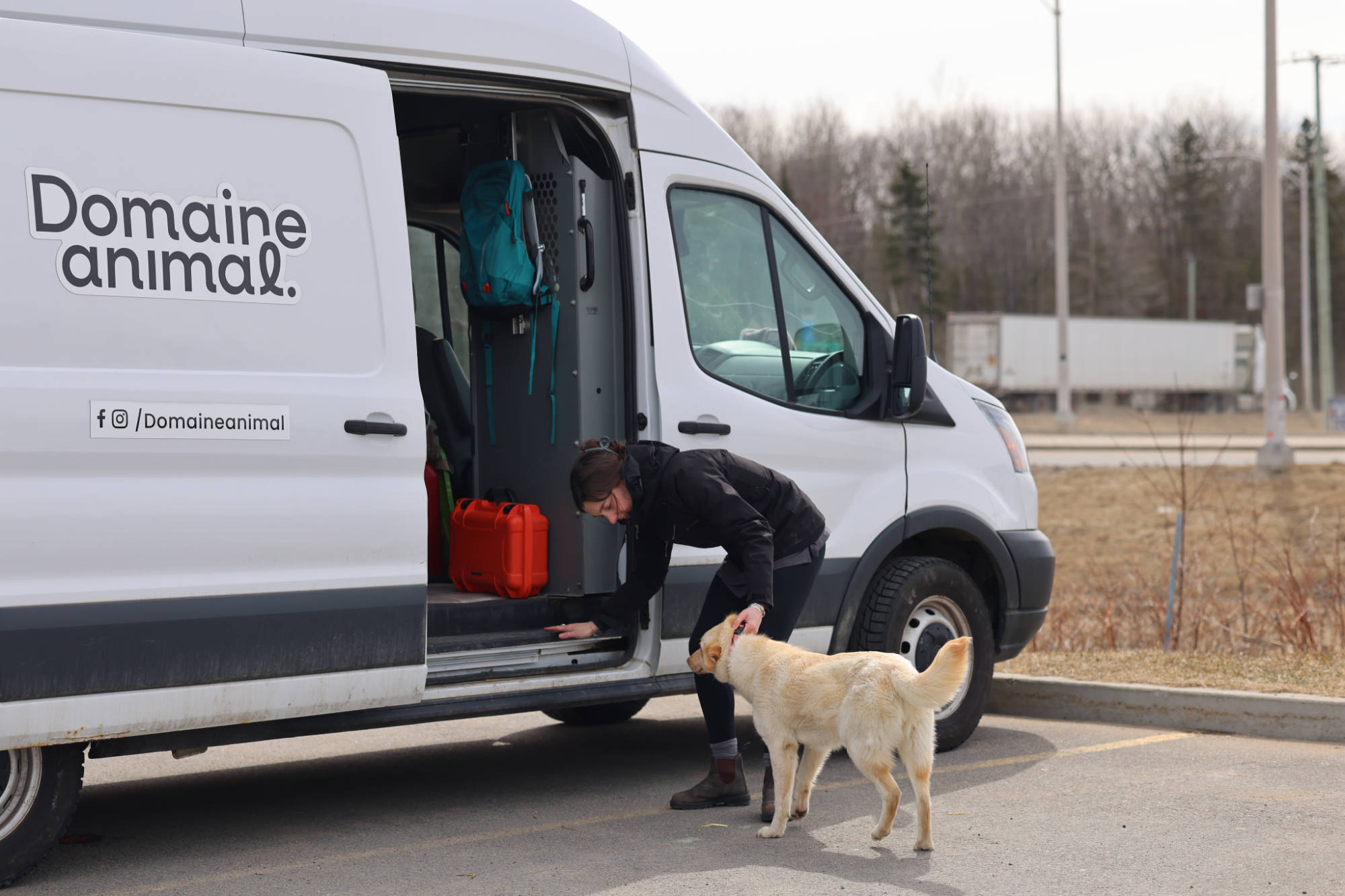 Chien qui embarque dans le camion Domaine Animal