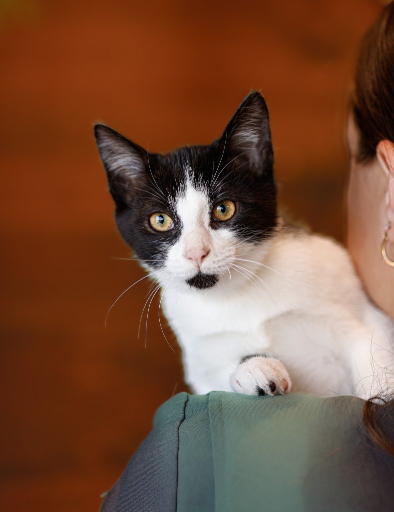 photo de Chaton domestique Mathias (M)