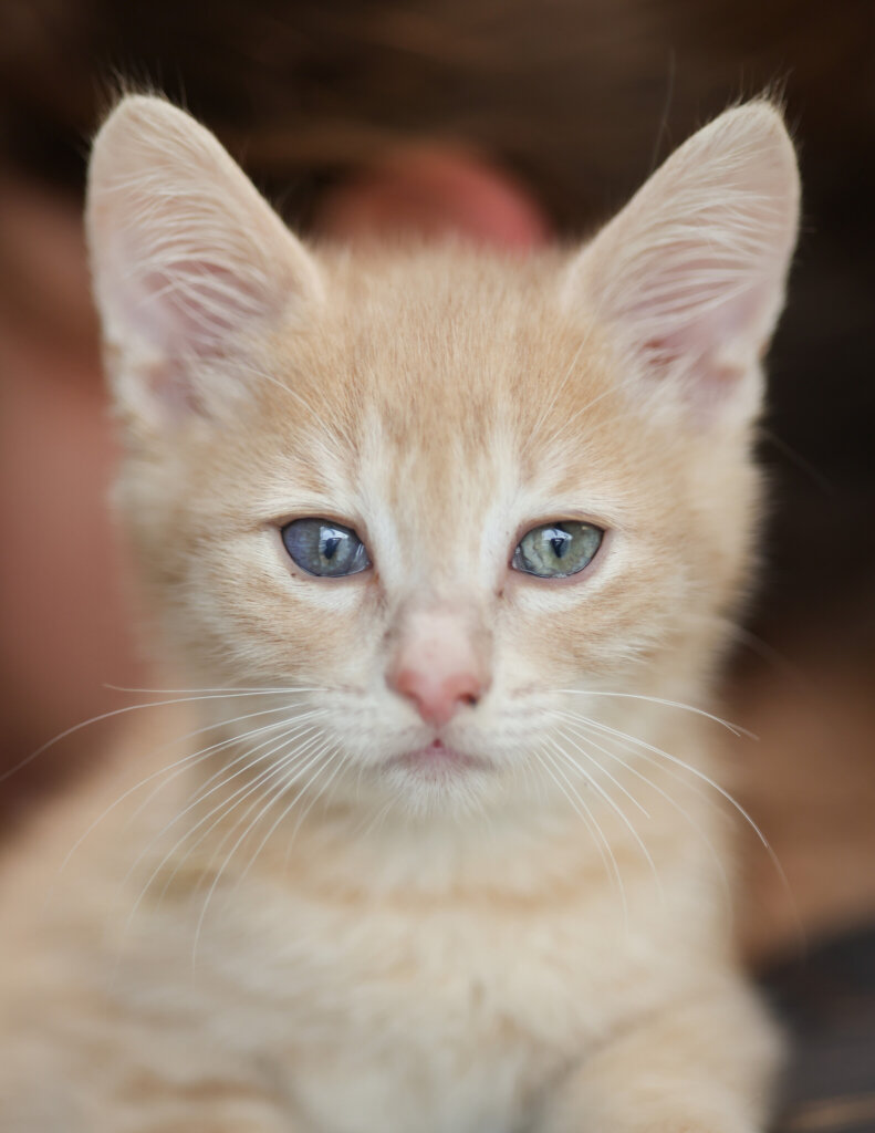photo de VALYN