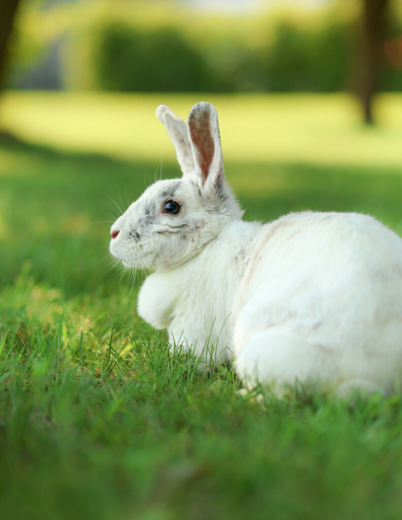 photo de BIG BUNNY
