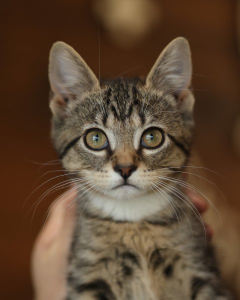 photo de HETSIA