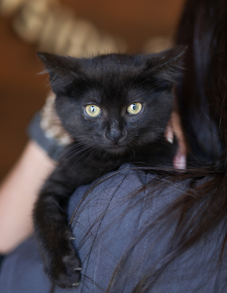 photo de CATWOMAN