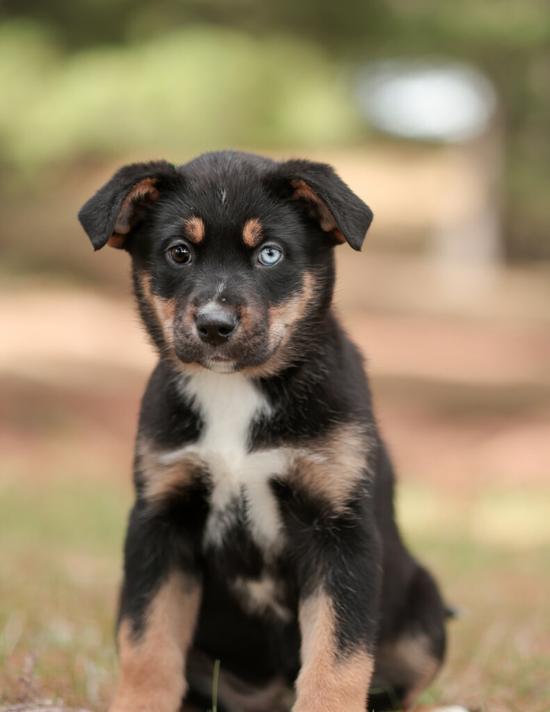 photo de YUKON