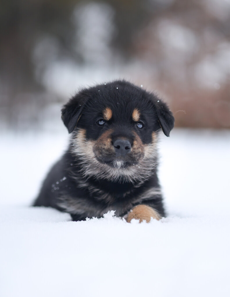 photo de MUFFIN