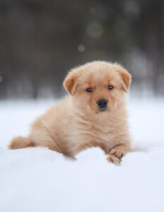 photo de POM-POM