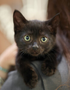photo de BLACK JACK