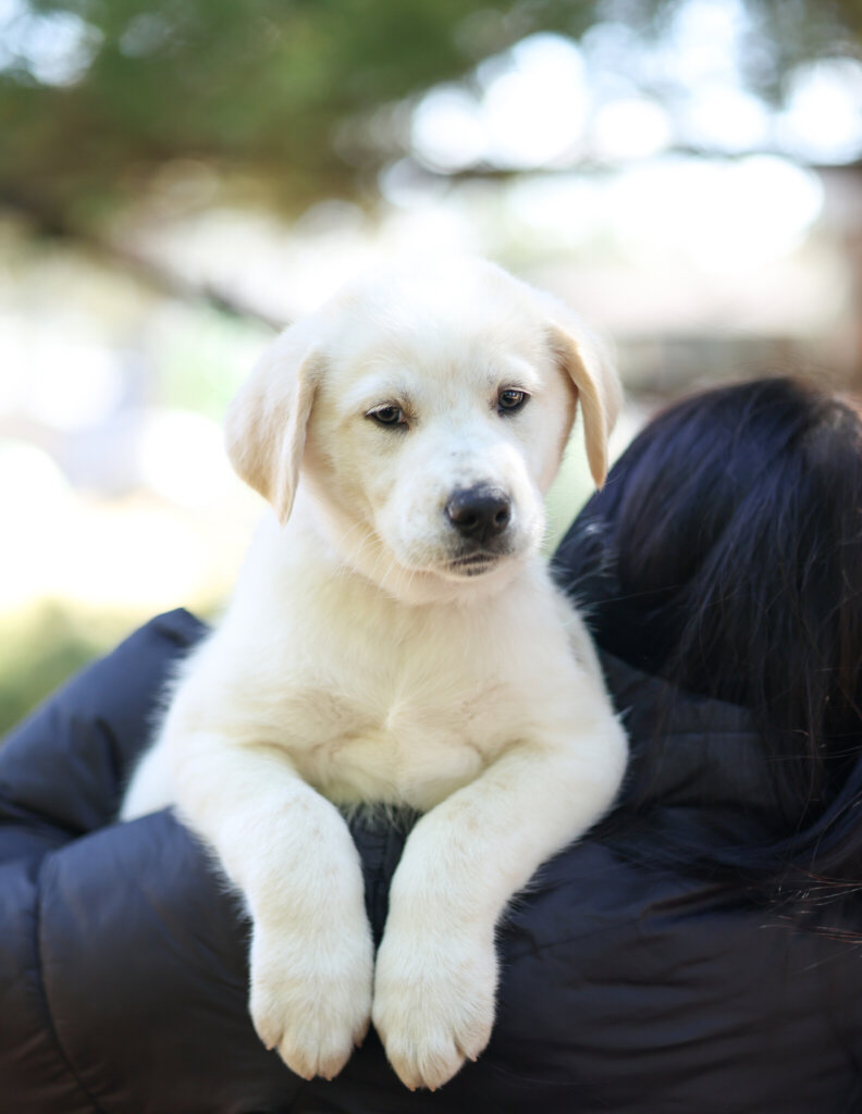 photo de COOPER (orange)