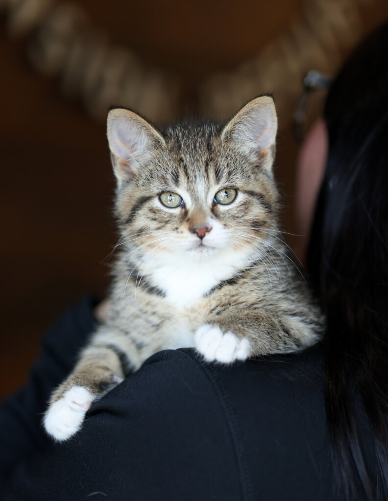 photo de KINGSTON