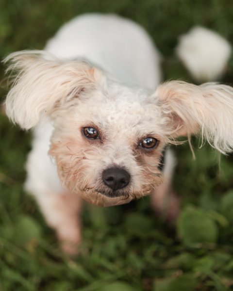 photo de OLAF