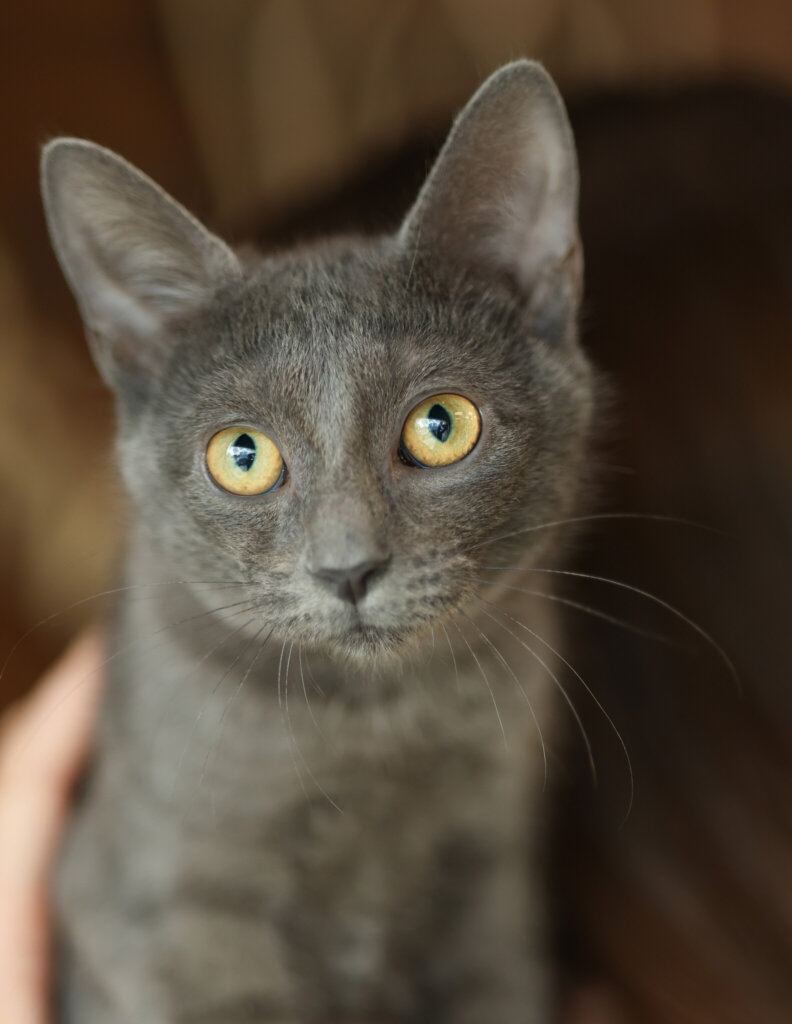 photo de CLOVER