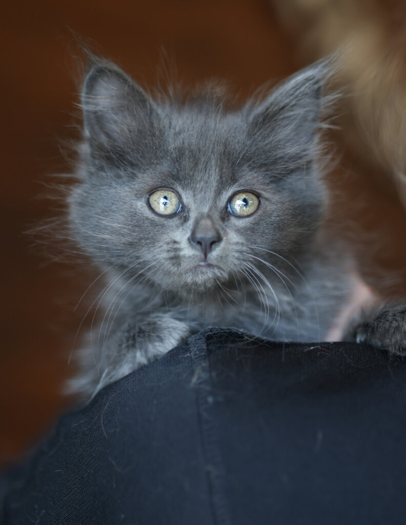 photo de LUCILLE