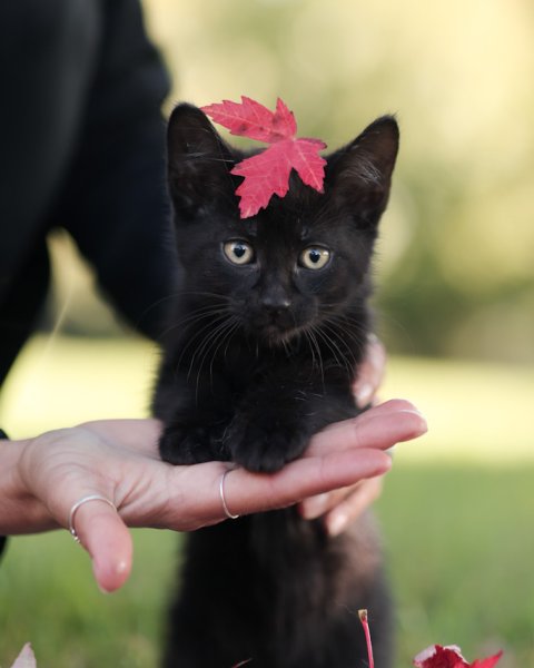 photo de NOVA