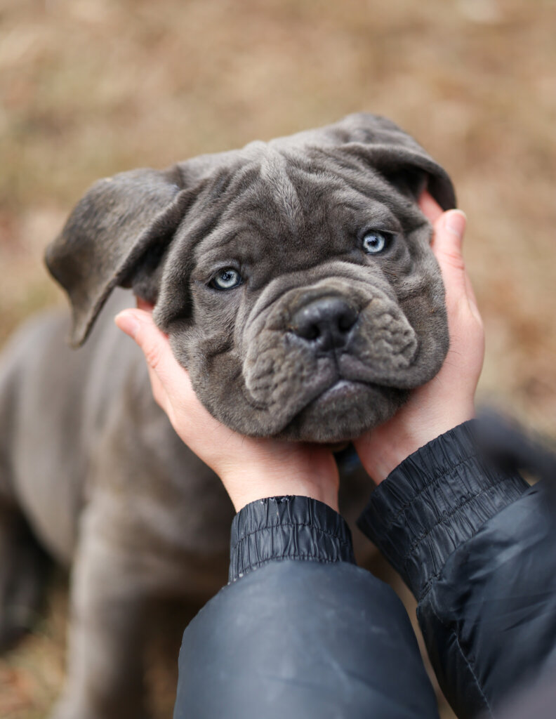 photo de KYLE (bleu)