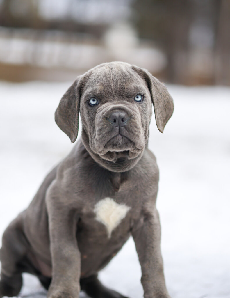 photo de KELLY (mauve)