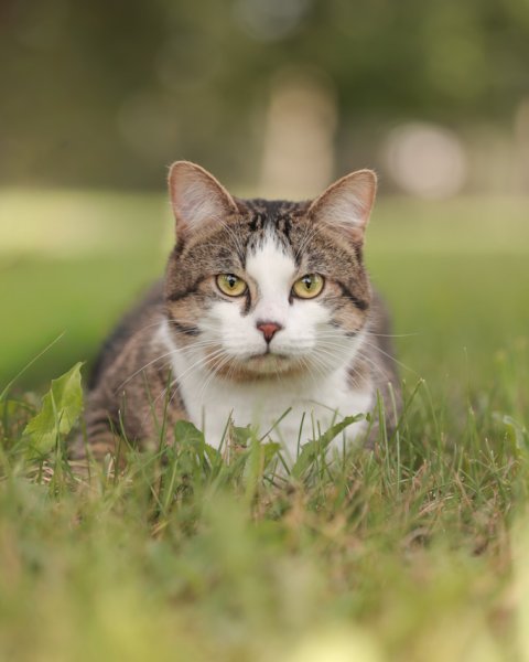 photo de TI-MINY