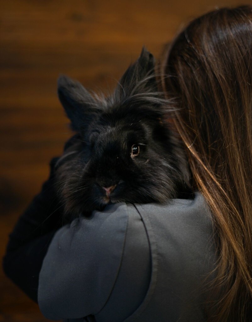 photo de Lapine rescapée (Ruby)