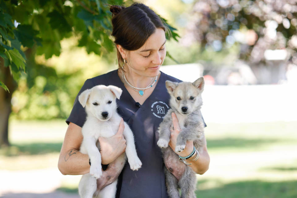 Chien dans les bras d'une femme