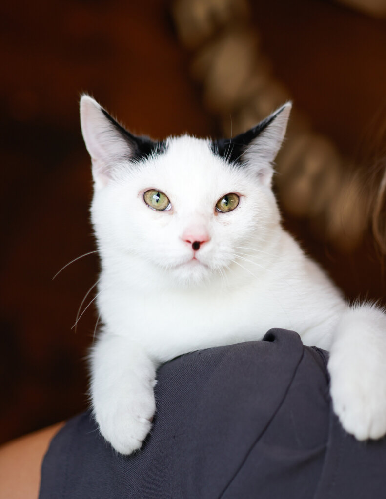 photo de JUNIOR