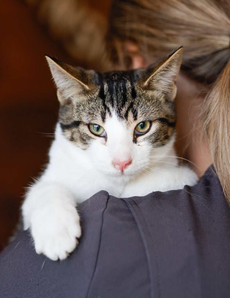 photo de CHATMY