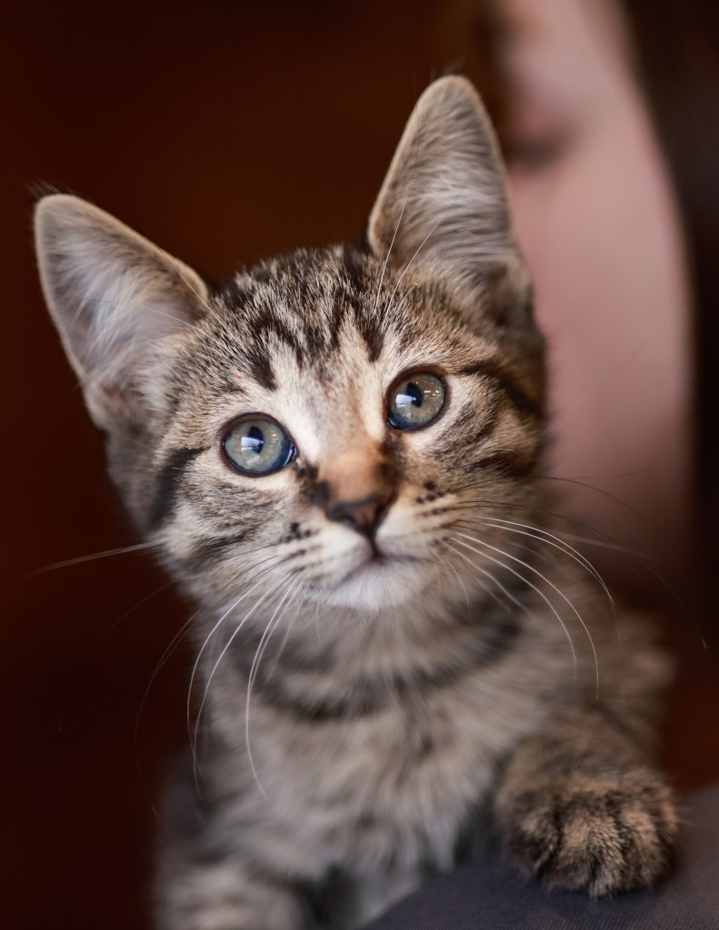 photo de Chaton domestique Parker (M)