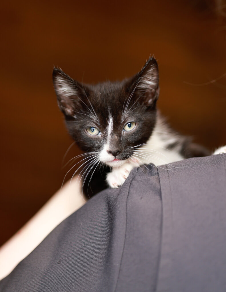 photo de Zoro (M)