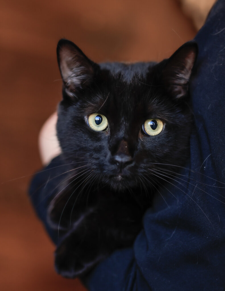photo de MILO