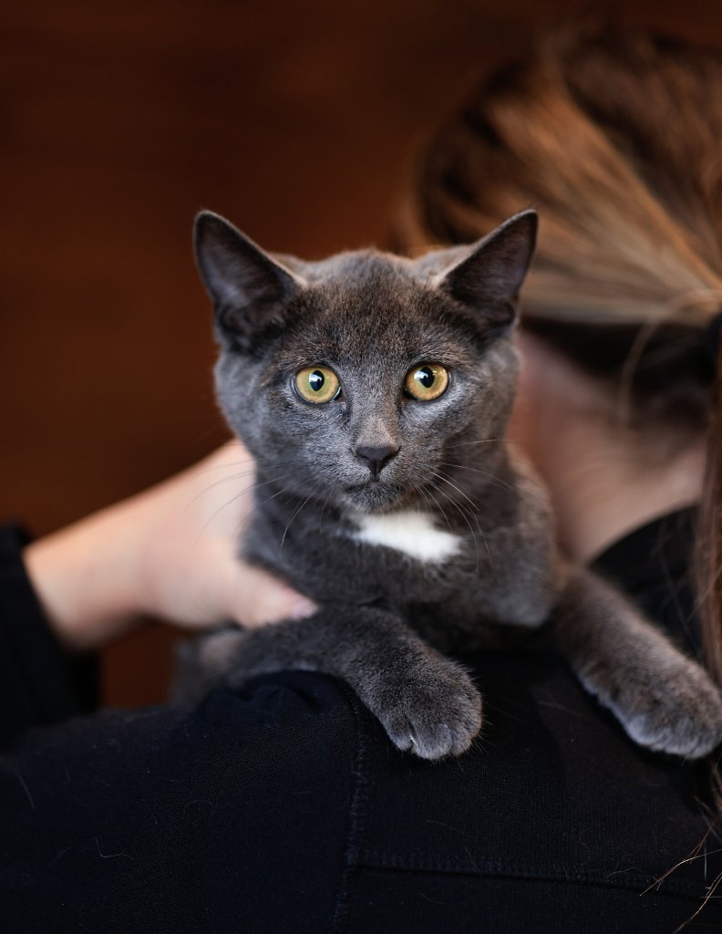 photo de MAHÉE
