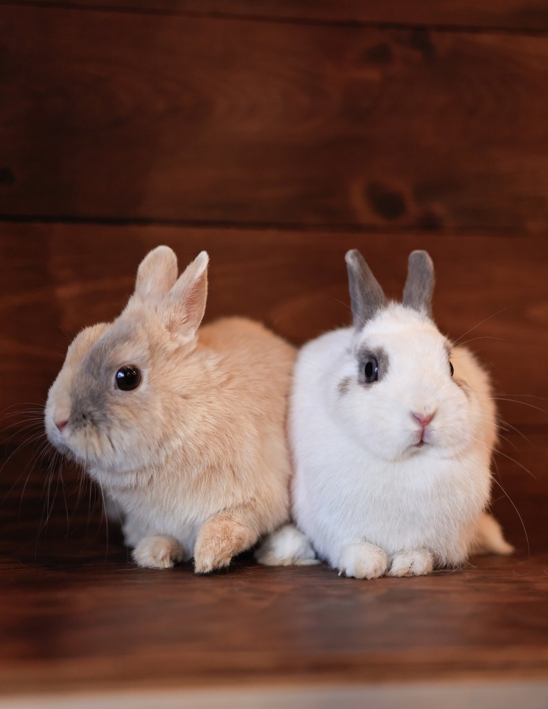 photo de Carotte & Bettrave