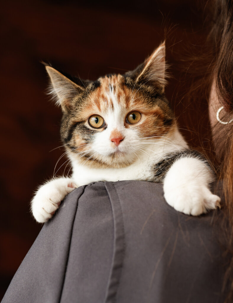 photo de Chaton Domestique Alba (F)