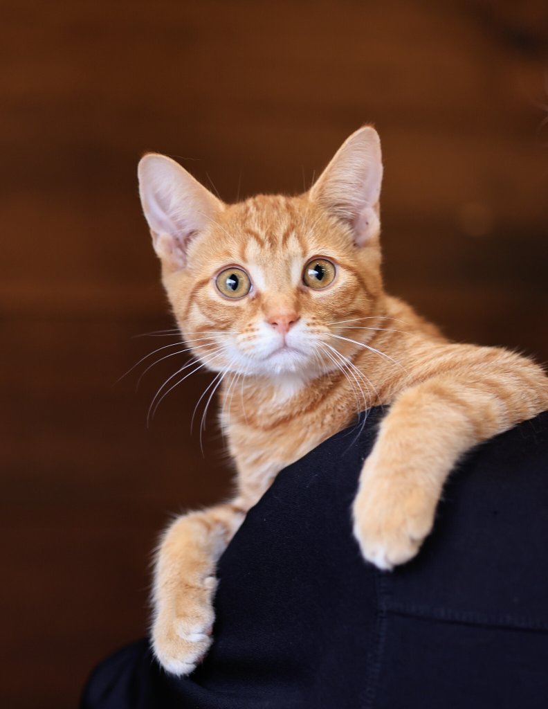 photo de CLYDE