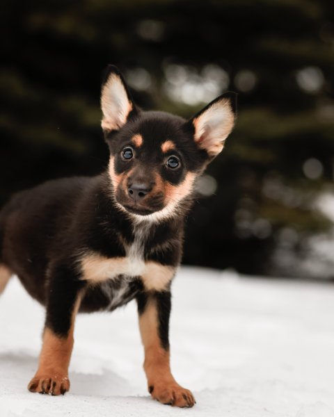 photo de Sitka (F)