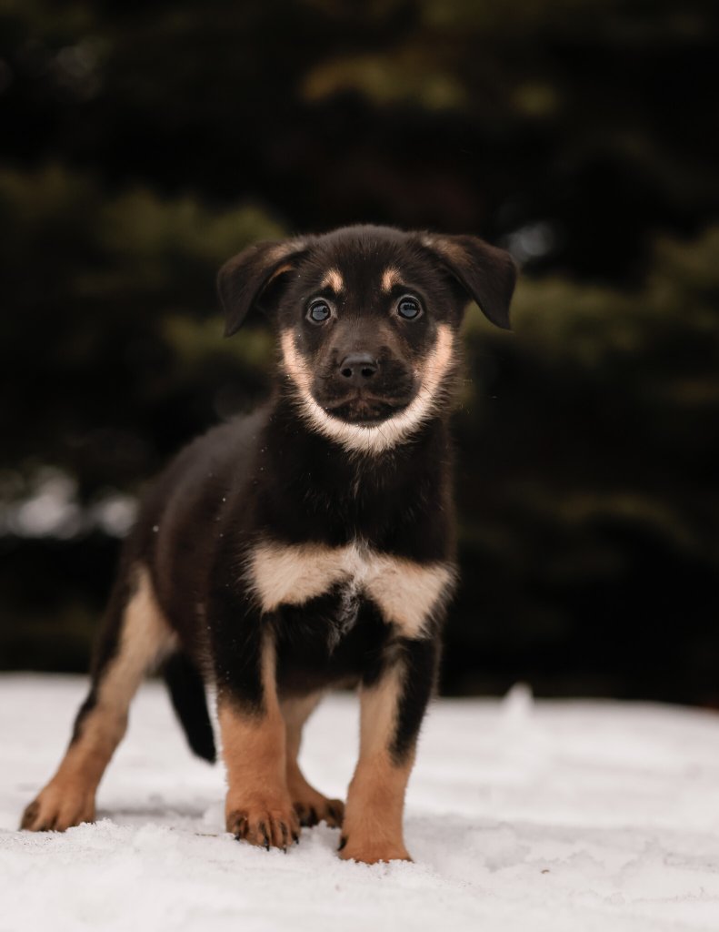 photo de Acadia (M)