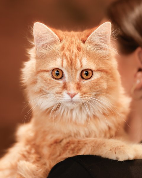 photo de Chaton domestique Marie-Soleil (F)