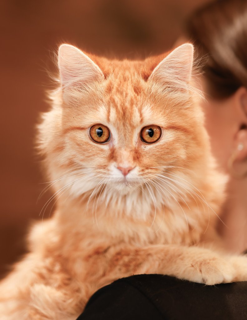 photo de Chaton domestique Marie-Soleil (F)
