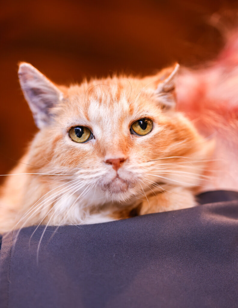 photo de Garfield (M)