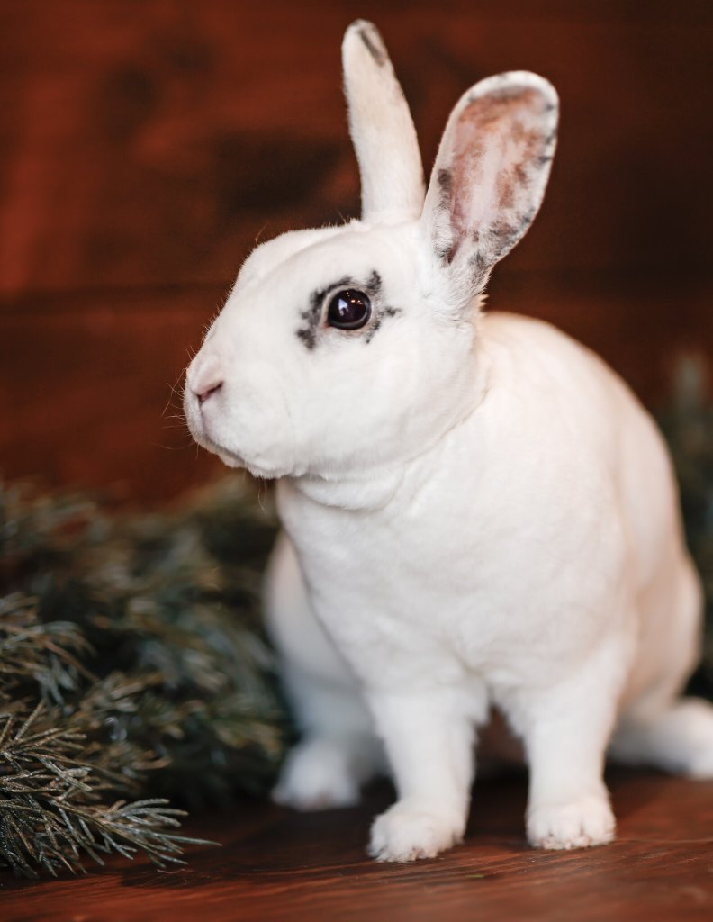 photo de Lapin rescapé Muscade
