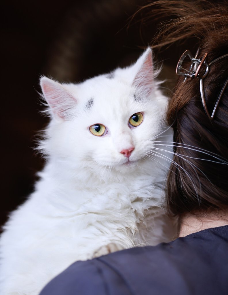 photo de ALBUS