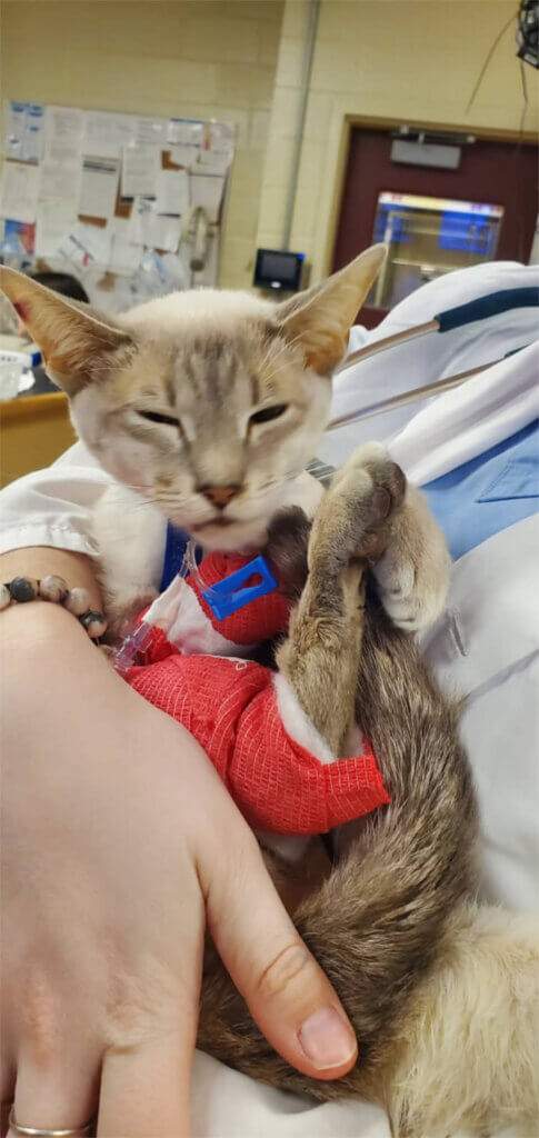 Chat recevant des soins