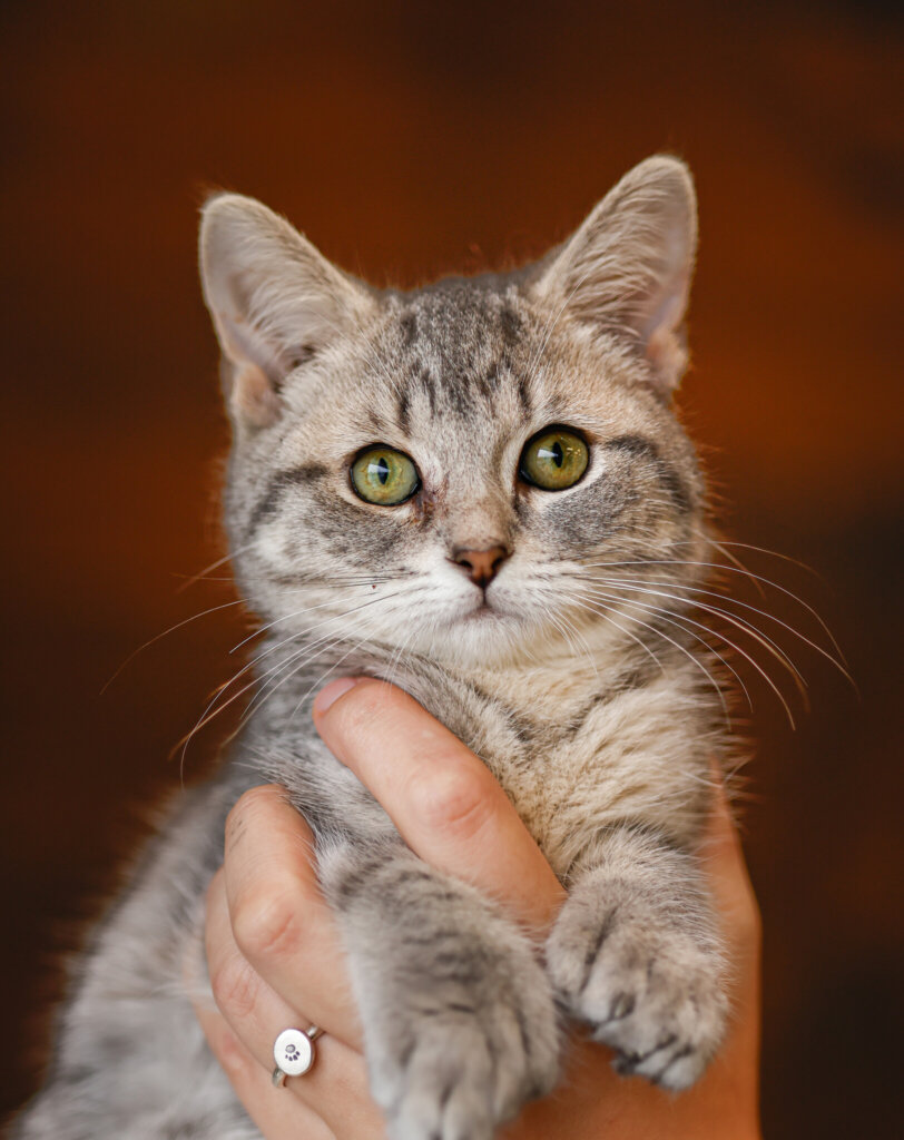 photo de Chaton domestique Magalie (F)