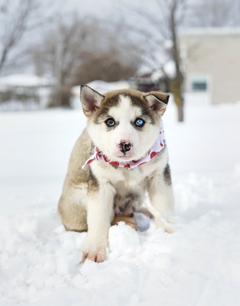 photo de Anna (Husky x)