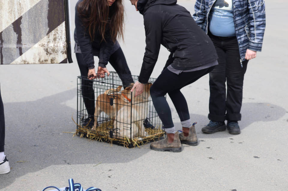 Deux chien dans une cage sauvé par Domaine Animal